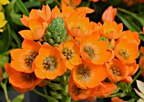 Ornithogalum