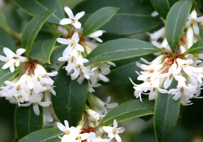 Flowers That Smell Good