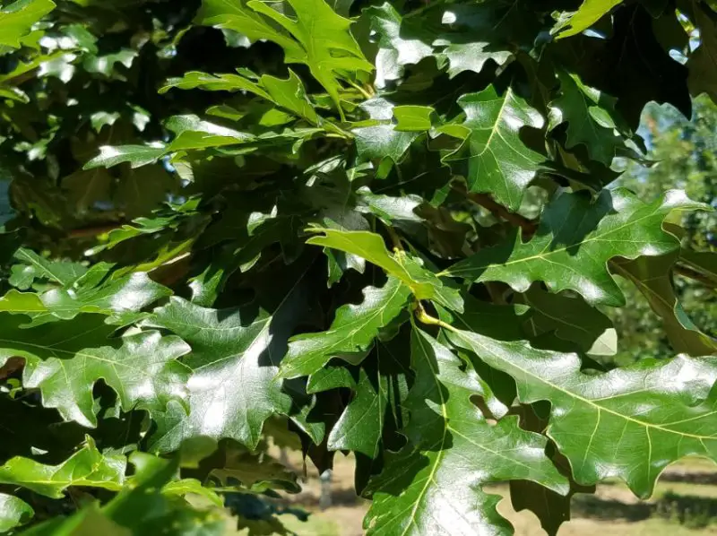 overcup-oak-1-800x598-1 Florida oak trees