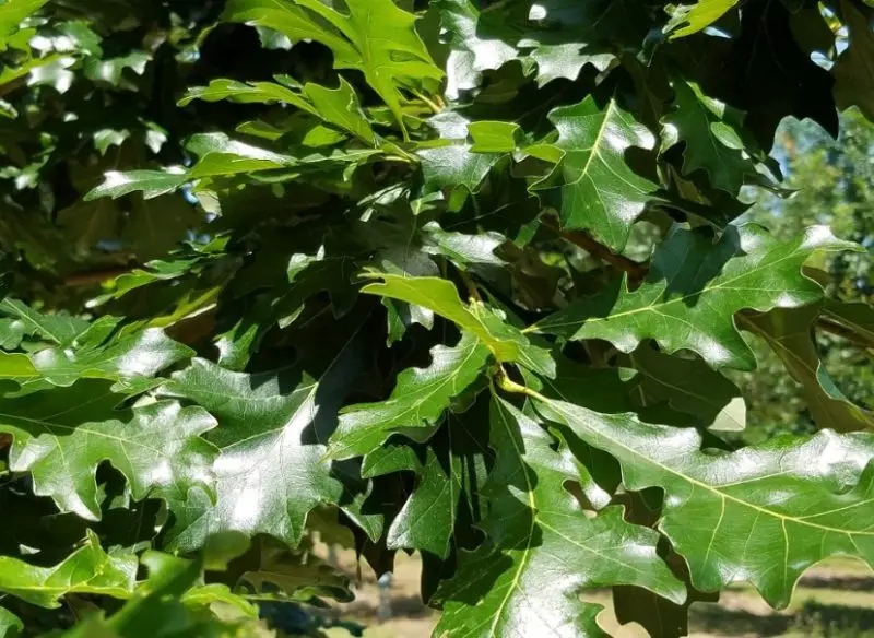 Types of Oak Trees in Texas