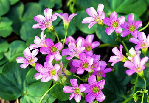 Oxalis articulata subsp