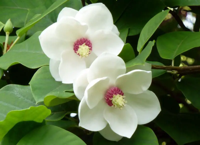 Magnolia Tree