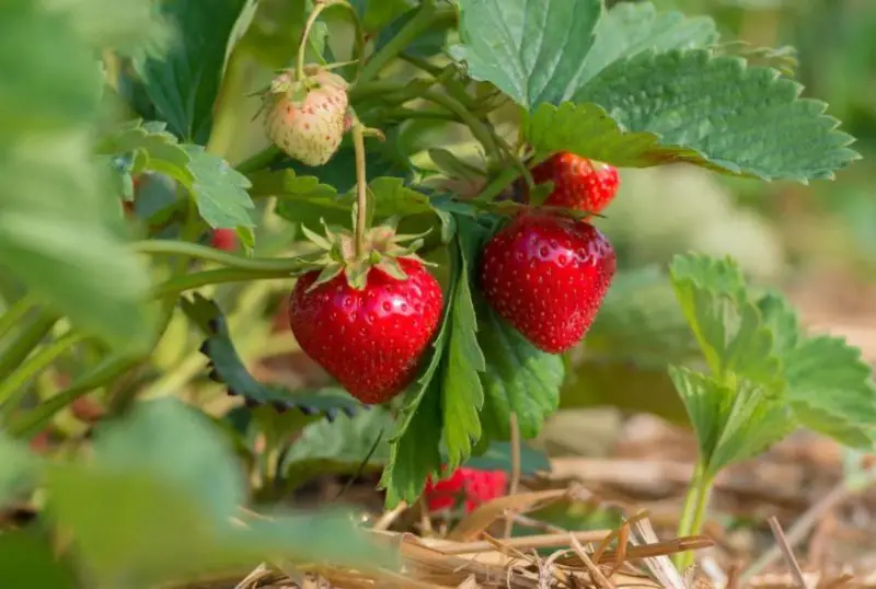 Types of Strawberry Plants