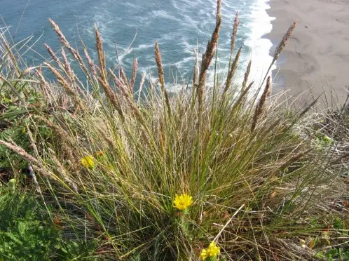 California Native Grasses