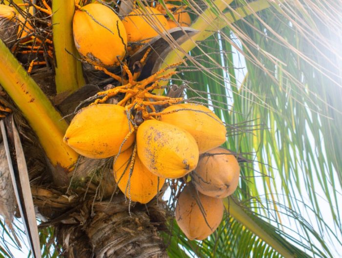 Types of Coconuts