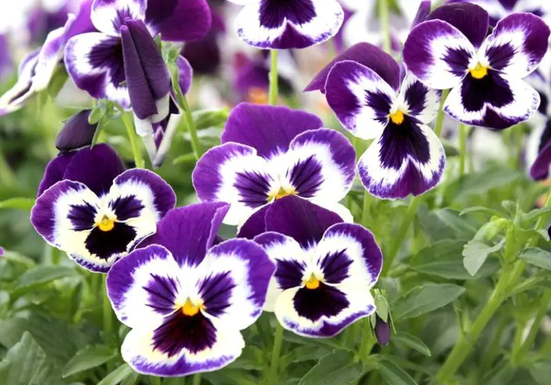 Flowers That Bloom in Spring