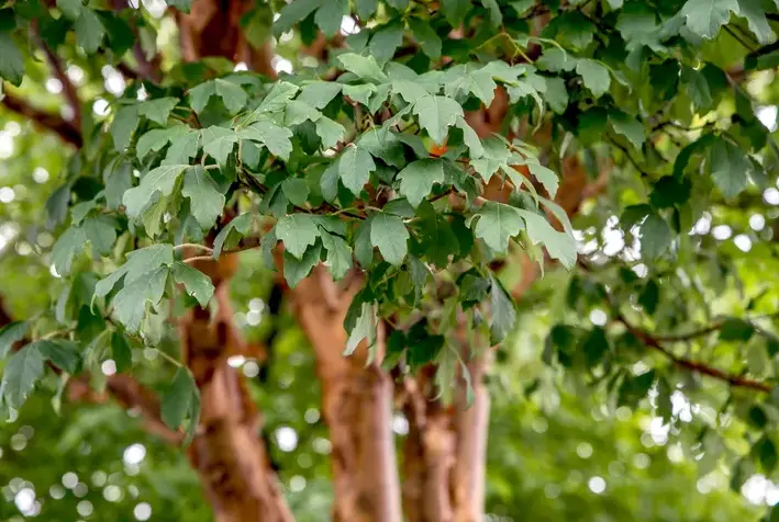 Paperbark Maple