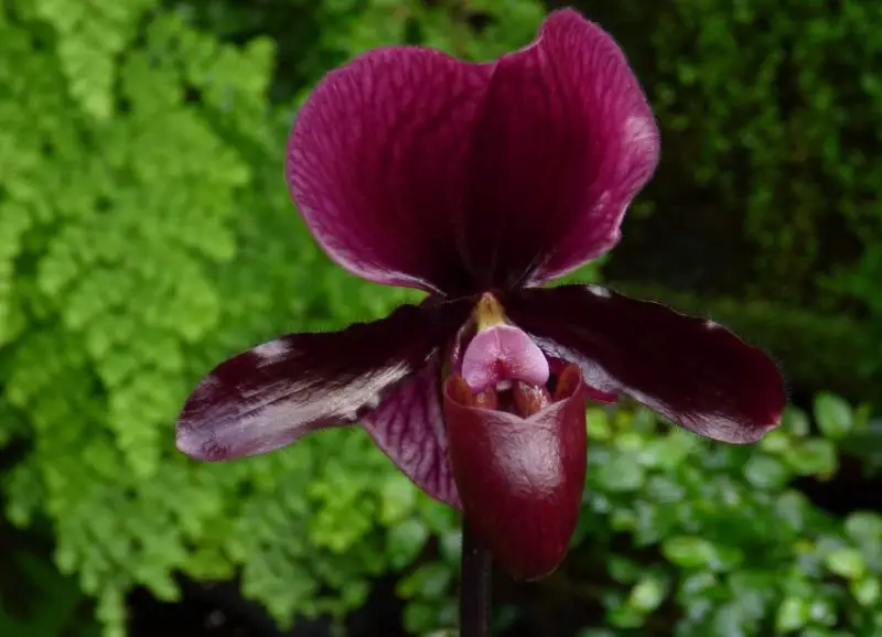 Black Orchid Flower