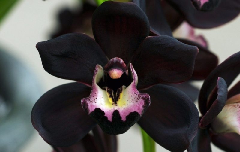 Black Orchid Flower