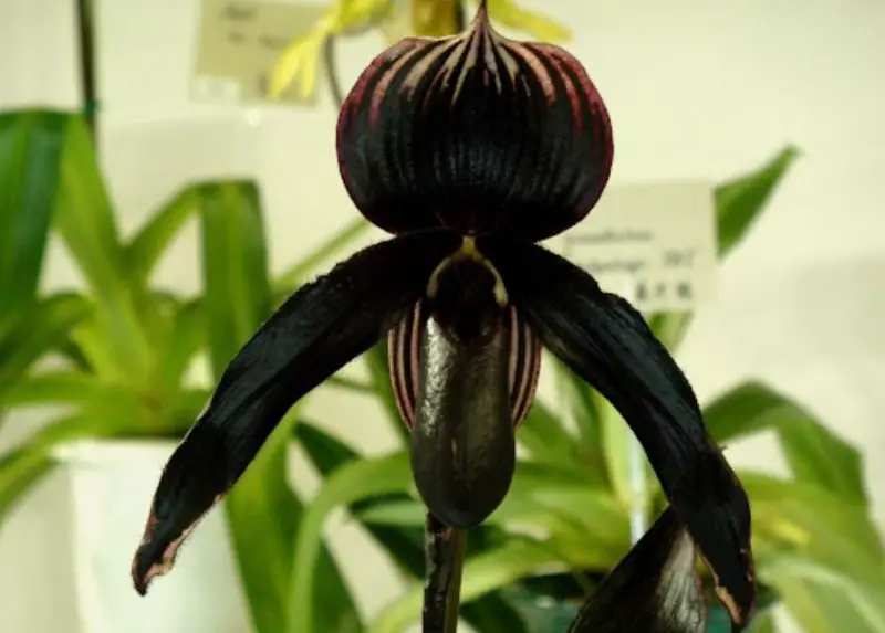 Black Orchid Flower