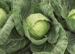25 Types of Cabbages (With Pictures)