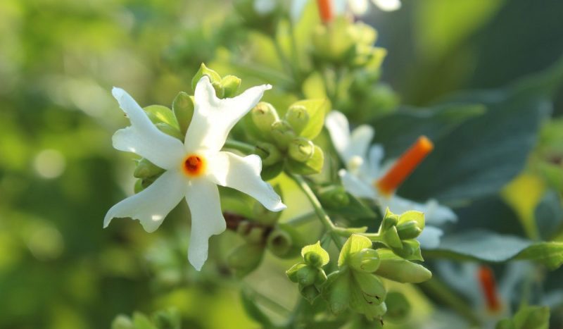Flowers That Smell Good