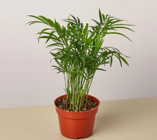 Pet Safe House Plants