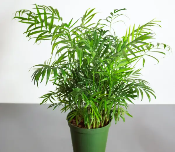 Types of Palm Trees in Florida