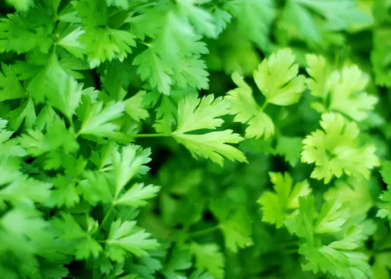 Companion Plants for Tomatoes