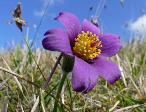 Pasque Flower