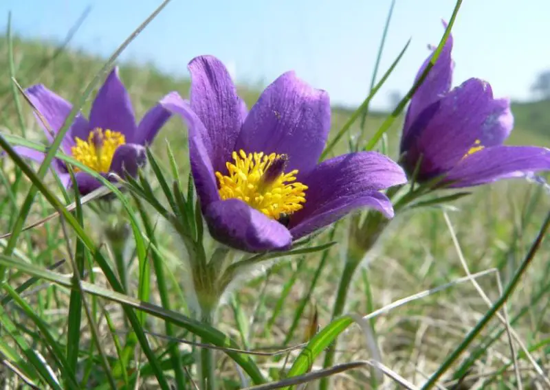 Flowers That Bloom in Spring