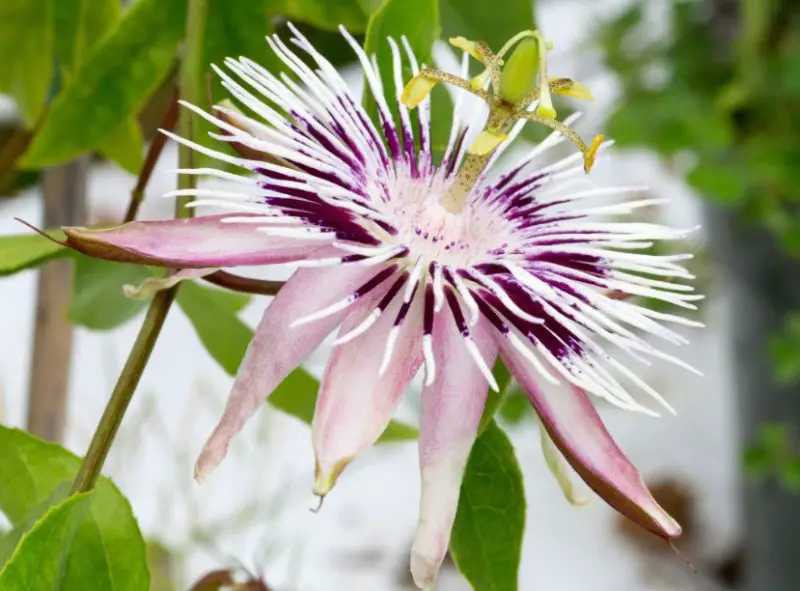 Pink and White Flowers