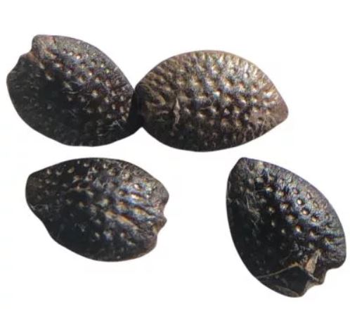 Seeds that Look Like a Brain