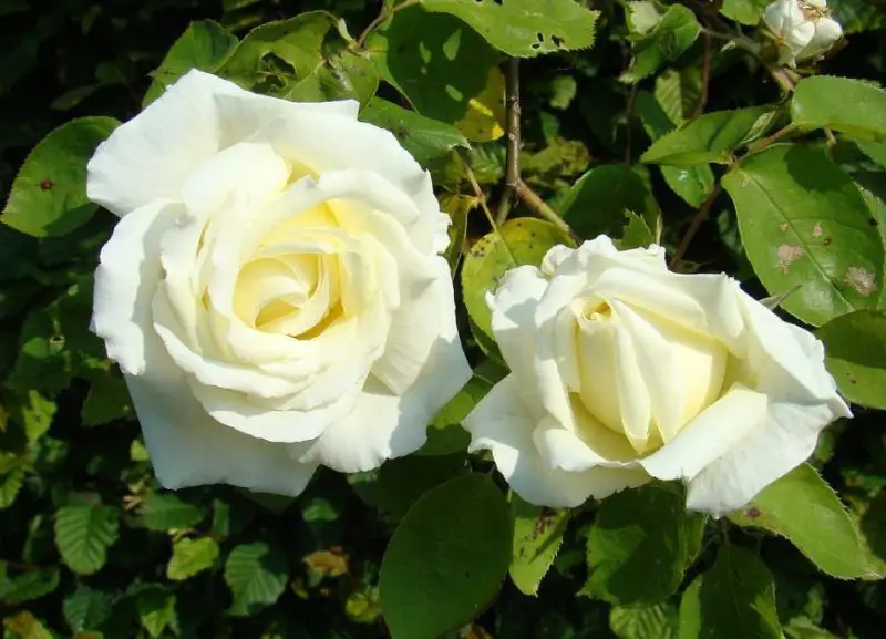 White Climbing Roses