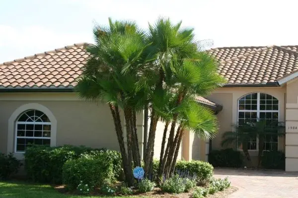 Types of Palm Trees in Florida