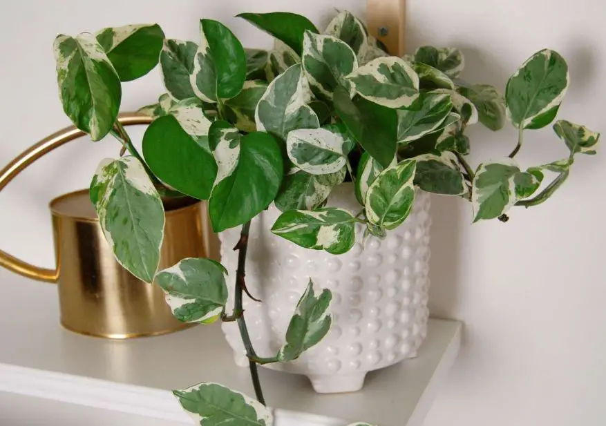 Types of Pothos