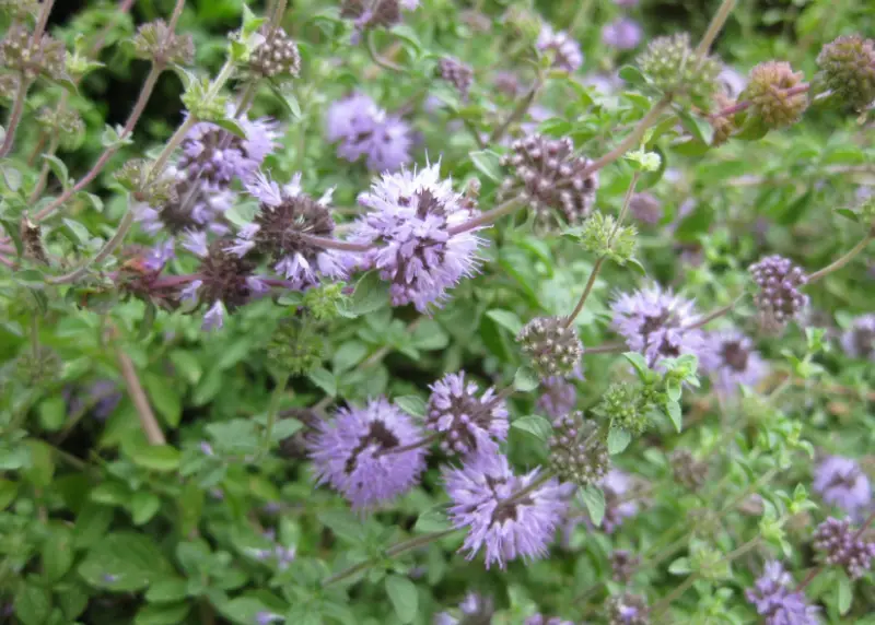 pennyroyal-800x572-1 Plants That Repel Flies