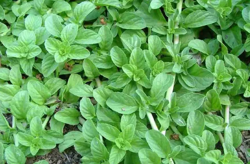 Plants That Repel Mosquitoes