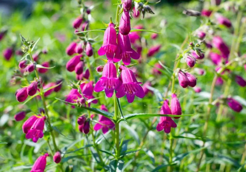 Flowers That Bloom in Spring