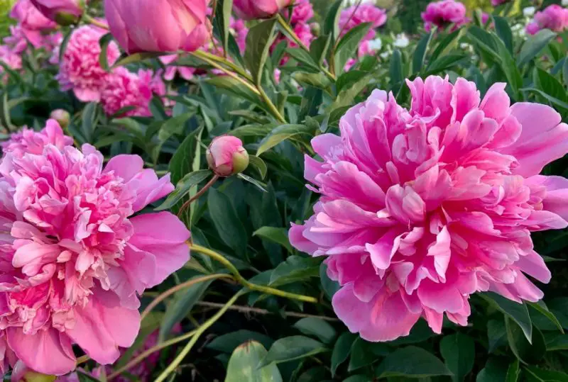 peonies-800x539-1-1 Flowers That Are Toxic to Cats