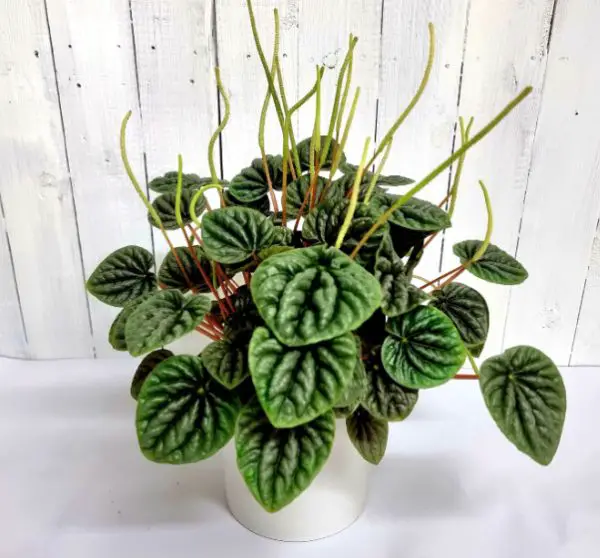 Peperomia Varieties
