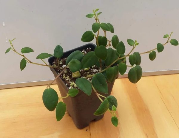 Peperomia Varieties
