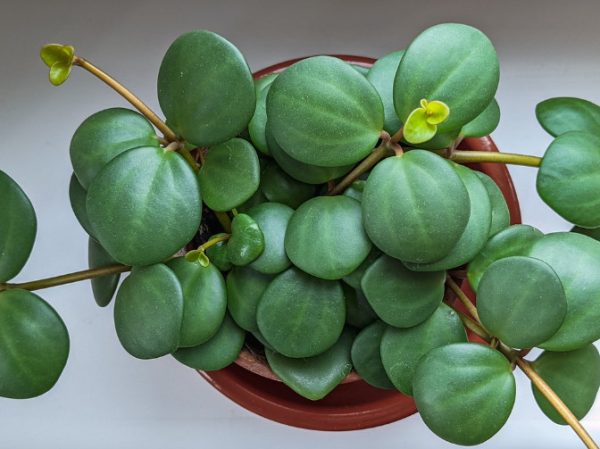 Peperomia Varieties