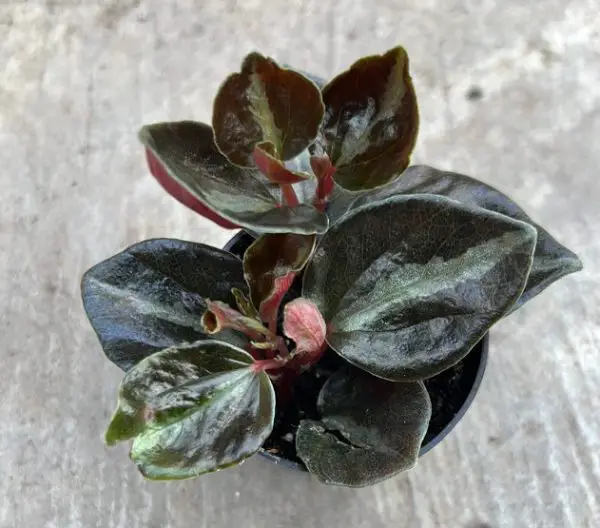 Peperomia Varieties