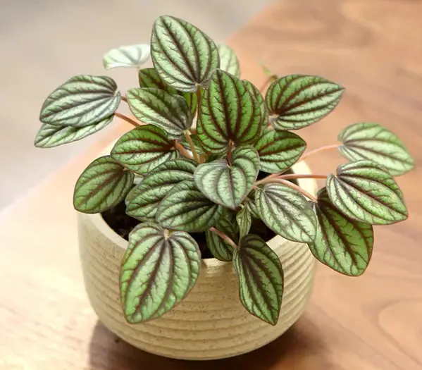 Peperomia Varieties