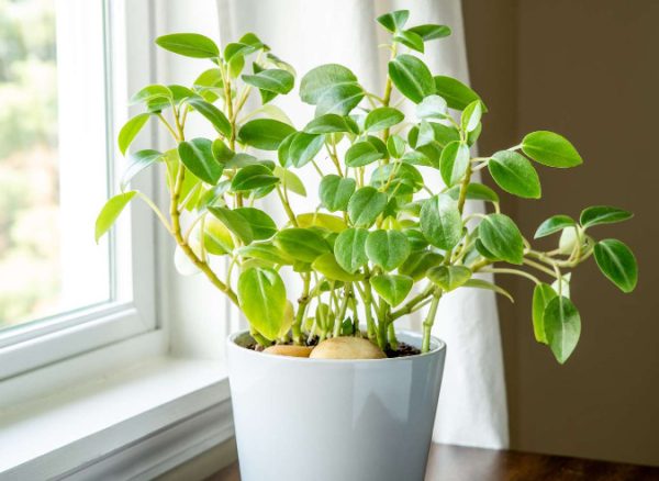 Peperomia Varieties