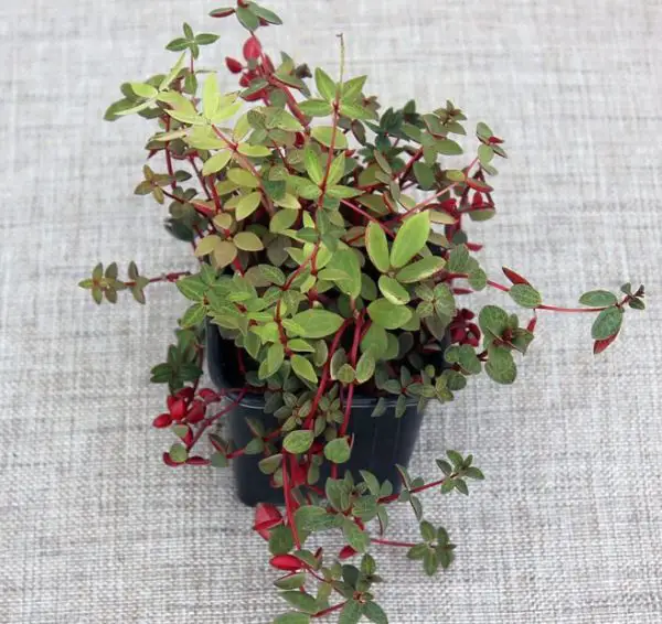 Peperomia Varieties