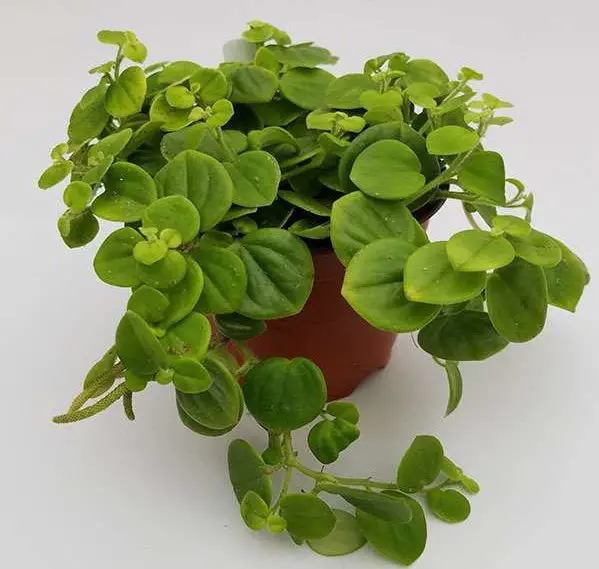 Peperomia Varieties