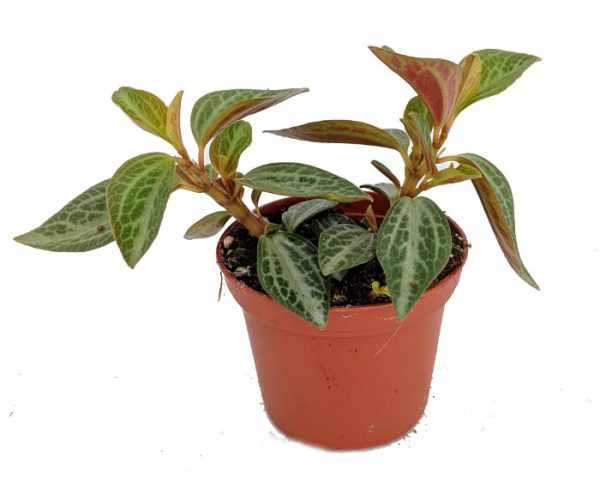 Peperomia Varieties