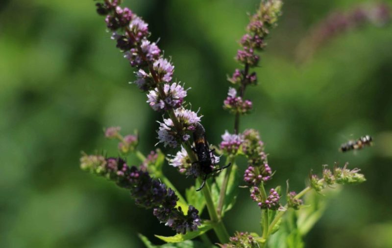 Plants That Repel Mosquitoes