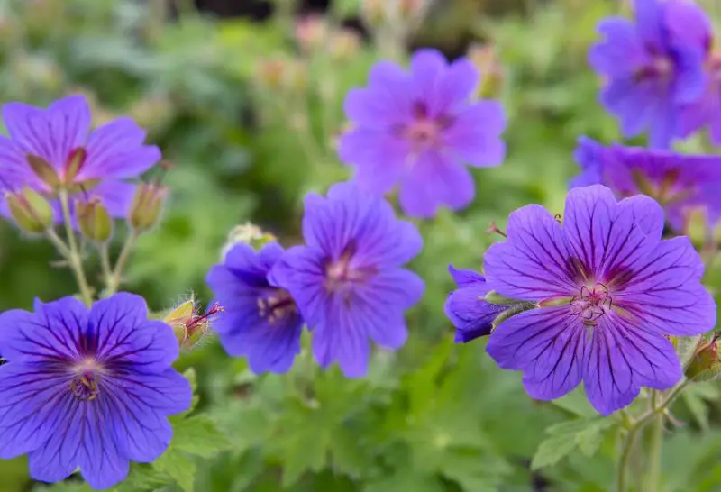 Plants That Repel Mosquitoes