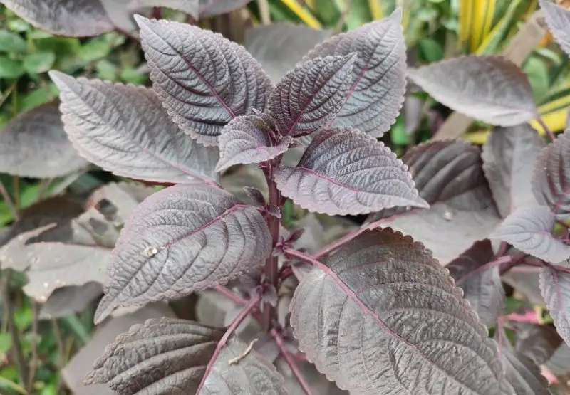 Poisonous Plants in Texas