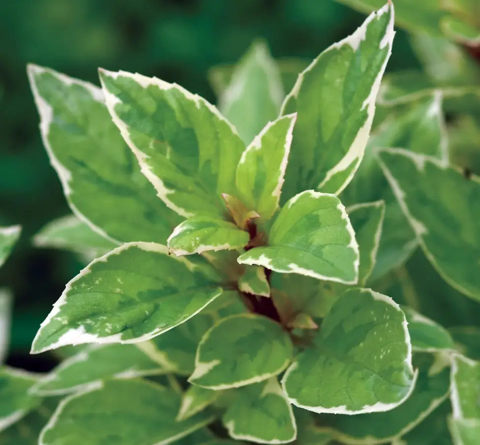 Types of Basil Plants