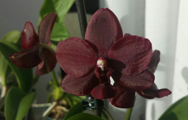 Black Orchid Flower