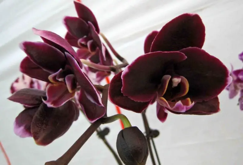 Black Orchid Flower
