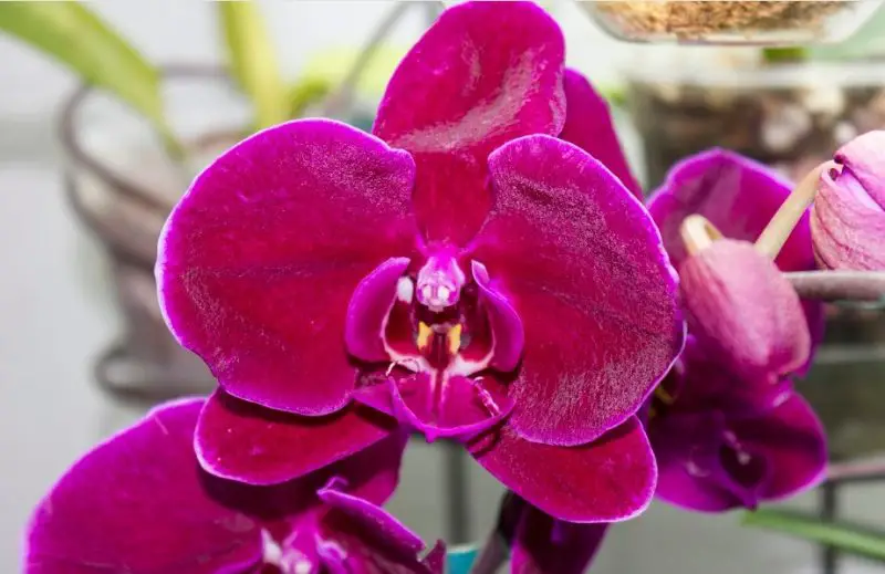 Black Orchid Flower
