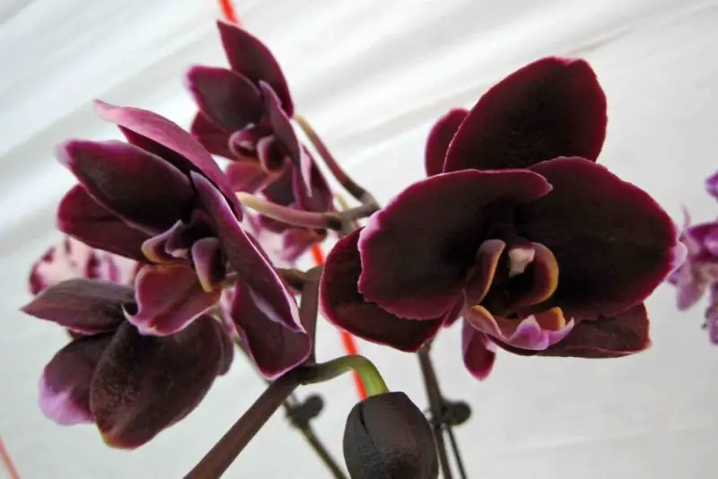 Black Orchid Flower