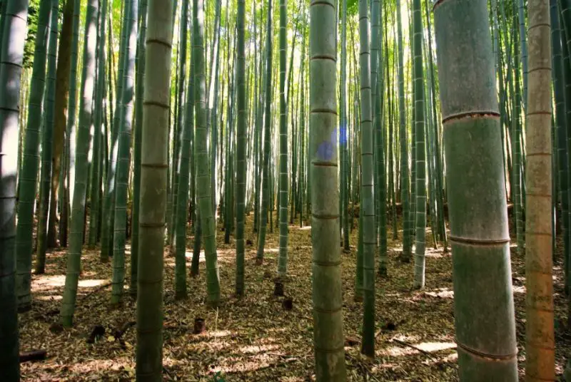types of bamboo plants