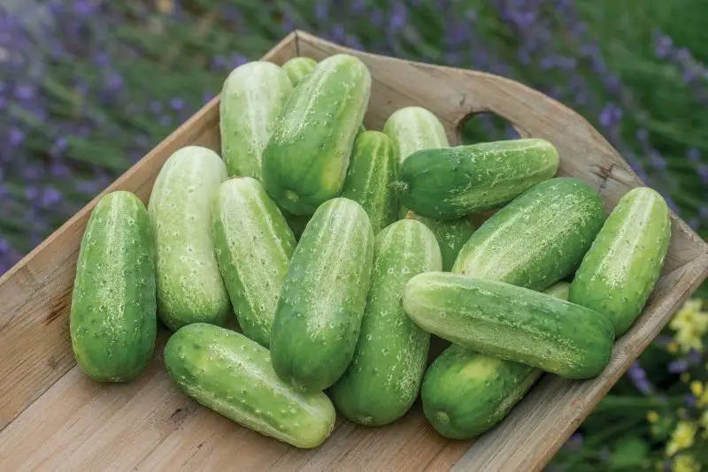 Types of Cucumber Plants