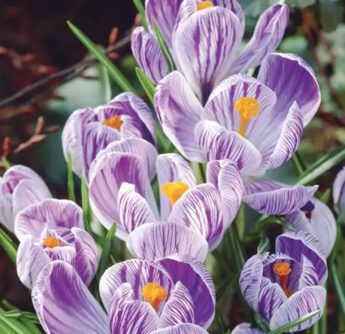Pickwick Crocus